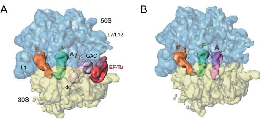 2.Translace - elongace 2.translation - elongation STRUKTURA A FUNKCE RIBOSOMU 1.