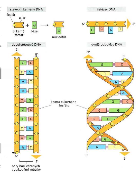 Obrázek 2.1: DNA a její stavební podjednotky [1] vůči druhému řetězci, tedy směr jednoho řetězce je 3 5 a směr druhého řetězce je 5 3 a zároveň musí být dodržena komplementarita bází.