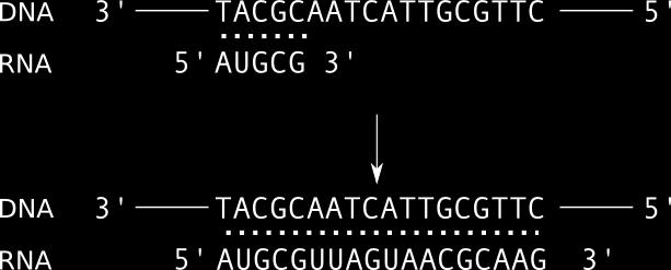 ˆ transkripce dochází k vytvoření molekuly mrna (mrna je typ molekuly RNA) podle molekuly DNA, v molekule mrna se vytvoří nukleotidy komplementární k těm v DNA, pouze