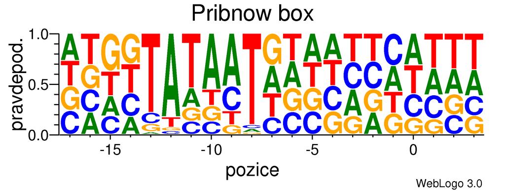 Terminátor má nejčastěji podobu palindromatické smyčky, za kterou se na 3 5 DNA řetězci vyskytuje sekvence několika adeninů (přibližně okolo 7).