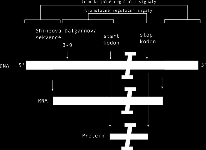 Obrázek 2.11: Prokaryotický gen s vyznačenými signály pro transkripci a translaci. 2.2.2 Eukaryotní gen Geny eukaryotních organismů mohou mít kódující sekvenci přerušovanou nekódujícími úseky, na obrázku 2.