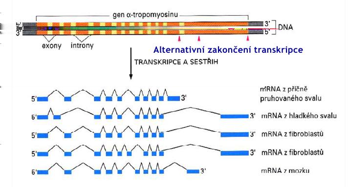 12: Struktura eukaryotického promotoru pro RNA polymerázu II, Py značí, že se na daném místě může vyskytovat libovolný pyrimidin, tzn. G nebo T.