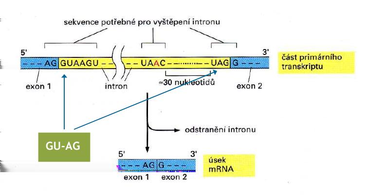K sestřihu dojde tak, že jsou v RNA sekvenci rozpoznány skupiny nukleotidů, nejčastěji poblíž začátku a konce intronu. Počátek intronu se nazývá donor, konec akceptor (viz. obrázek 2.
