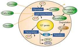 E-cell http://www.e-cell.