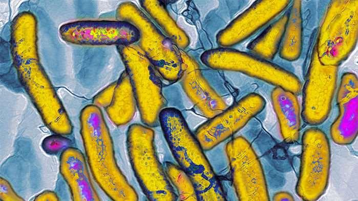 Organizmy s expandovanou DNA A semi-synthetic organism with an expanded genetic alphabet. Denis A. Malyshev, Kirandeep Dhami, Thomas Lavergne, Tingjian Chen, Nan Dai, Jeremy M. Foster, Ivan R.