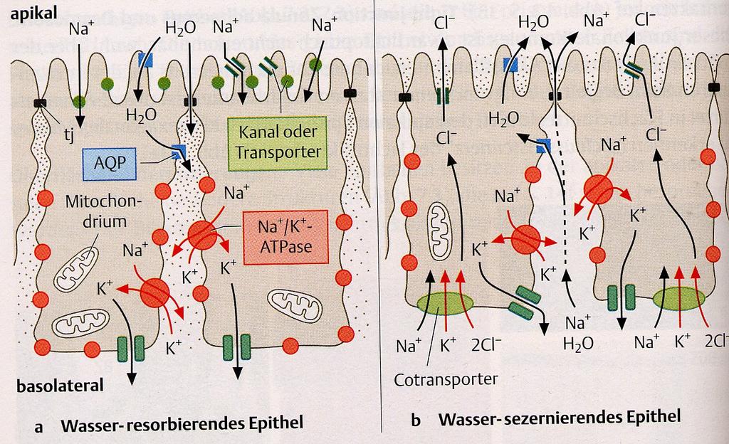 Difuzní bariera u transportujících epitelů Nepropustné spoje ileum a colon voda a ionty musí procházet transcelulárně kontrolovaně