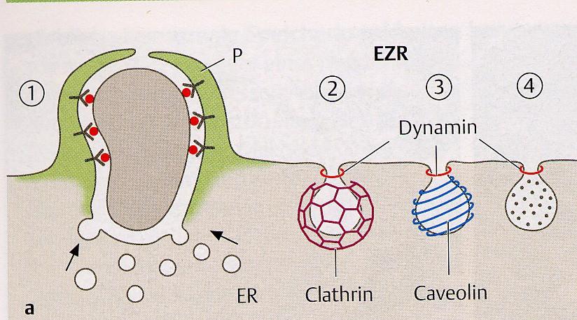 Pinocytosa Invaginace plasmalemy Clatrinem zprostředkovaná endocytosa Na clatrinu nezávislá