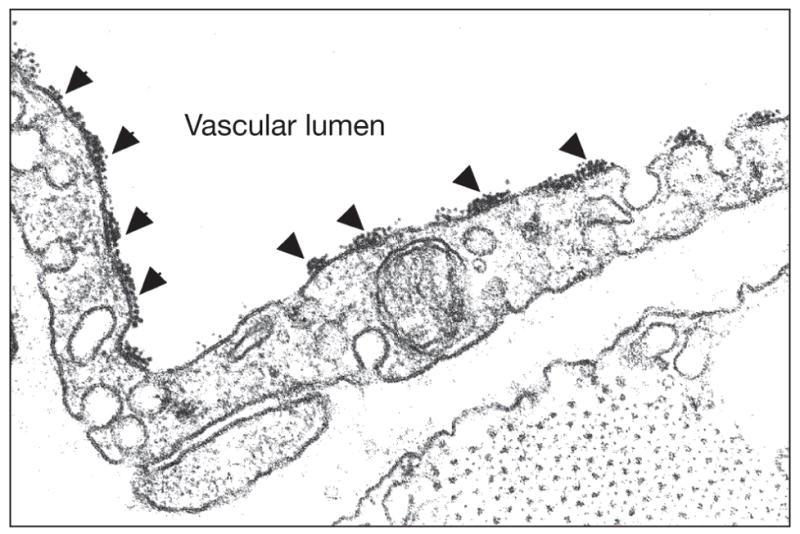 Endotel - glycocalyx Brání srážení krve nesmáčivý povrch Umožňuje přechod