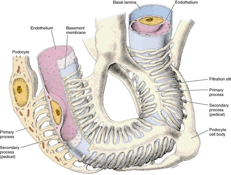Bariera krev - primární moč Fenestrovaný endotel Bazální membrána (laminin a heparan
