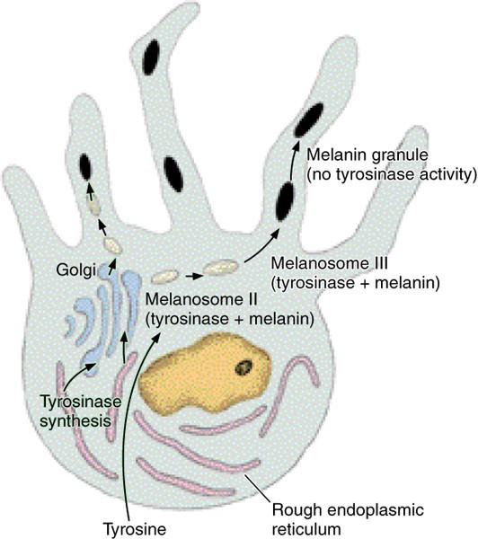 Melanocyty Melanosomy (organely) z GER a GC nosná síť a tyrozinasa - začátek tvorby melaninu Syntéza: tyrozin dopa (syntetizováno enzymem