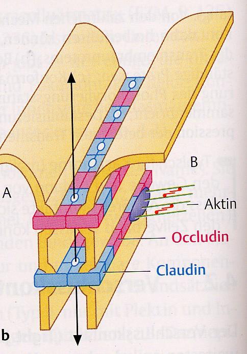 Zonula occludens Claudiny a occludiny vymizí mezibuněčný prostor brání paracelulárnímu