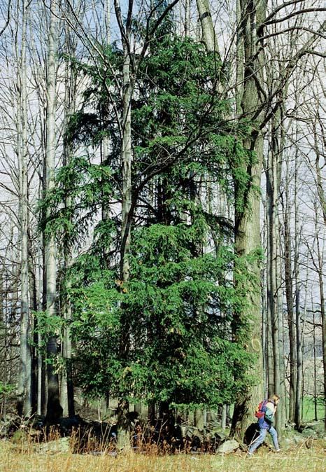6/, okraj lesního porostu nad star m kaolinov m lomem jiïnû od Vidnavy. O: 55 cm, Vs: 7 m, S: 00 let. 4. Lípa velkolistá, k. ú. Horní Lipová, p. ã. 60/, vedle viaduktu pod Ïelezniãní stanicí.