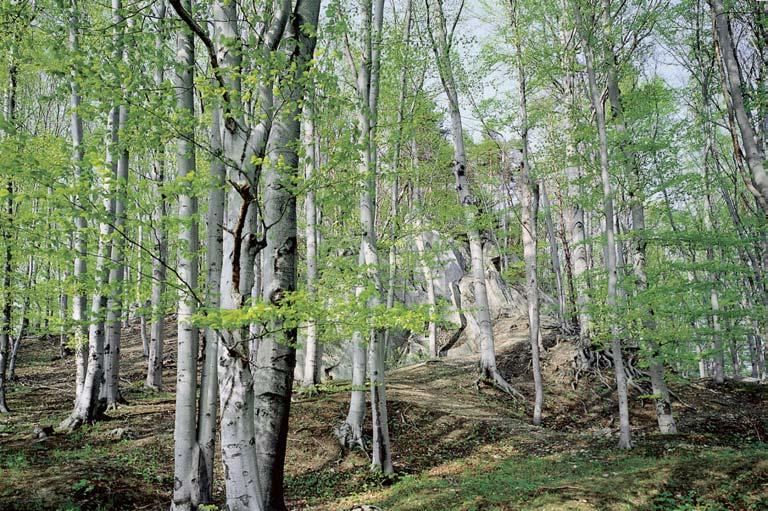 Okres Jeseník Národní pfiírodní památka Na piãáku V razn zalesnûn skalní v choz Velk piãák (56 m n. m.) vlevo od silnice z Píseãné do Supíkovic.