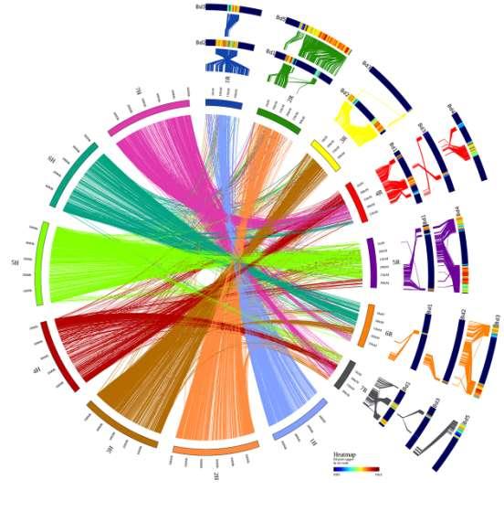 Sekvenování chromosomů žita Sekvenování DNA tříděných chromosomů umoţnilo identifikaci 22426 genů Komparativní analýzy identifikovaly šest hlavních translokací,