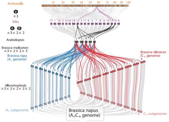 Polyploidizace a evoluce rostlin Polyploidie je významným faktorem evoluce rostlin Vyšší adaptabilita a zvýšená tolerance polyploidů vůči nepříznivým podmínkám Některé vývojové linie rostlin navíc