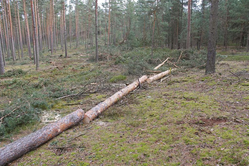 METODY STANOVENÍ MNOŽSTVÍ NADZEMNÍ BIOMASY BOROVICE LESNÍ (PINUS SYLVESTRIS L.