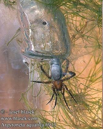 Araneida - pavouci 34 000 druhů, v ČR 848 druhů ve všech terestrických