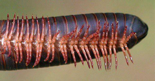 Diplopoda - mnohonožky saprofágové, v půdě, tlejícím listí jednoduchá očka ve 2 skupinách válcovité nebo dorzoventrálně zploštělé tělo vytvořeno gnatochilarium krční článek (collum) -