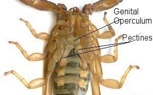Scorpionida - štíři predátoři, většinou noční aktivita 9 mm až 21 cm většinou v tropech a subtropech 1.