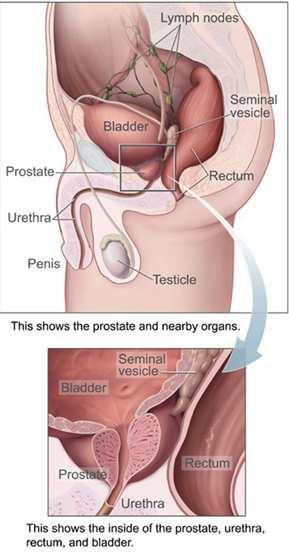 Obr. 30 Uložení prostaty Převzato z: