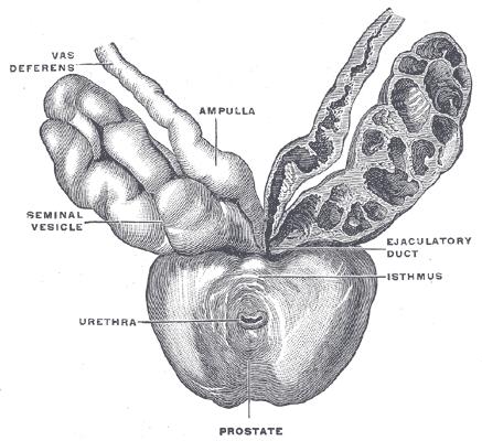 Obr. 31 Anatomie prostaty Převzato z: