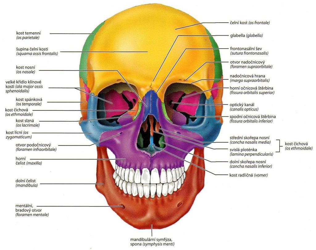 2.2.1 Lebka Lebka (cranium) se dělí na část obličejovou (splanchocranium) a část mozkovou (neurocranium).