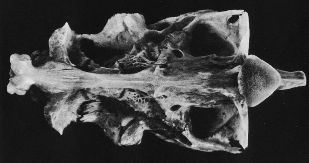 Neurocranium kapra ventrální pohled 1. Praevomer 2. Etmoideum 3. Praefrontale 4. Frontale 5. Sphenoticum 9. Pteroticum 1O. Orbitosphenoideum 11.