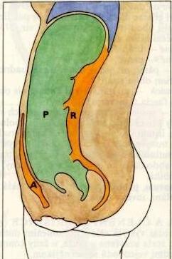 Dutina břišní Anatomicky Dutina peritoneální Extraperitoneální