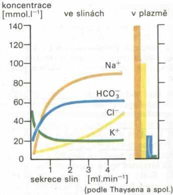 Složení slin závisí na rychlosti sekerce aldosteron zvyšuje reabsorpci Na +,