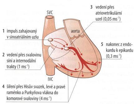 Řízení srdeční činnosti [4]: 1) Autoregulace: vlastní regulační schopnost srdečních komor přizpůsobit sílu kontrakce množství krve, která do komor přiteče.