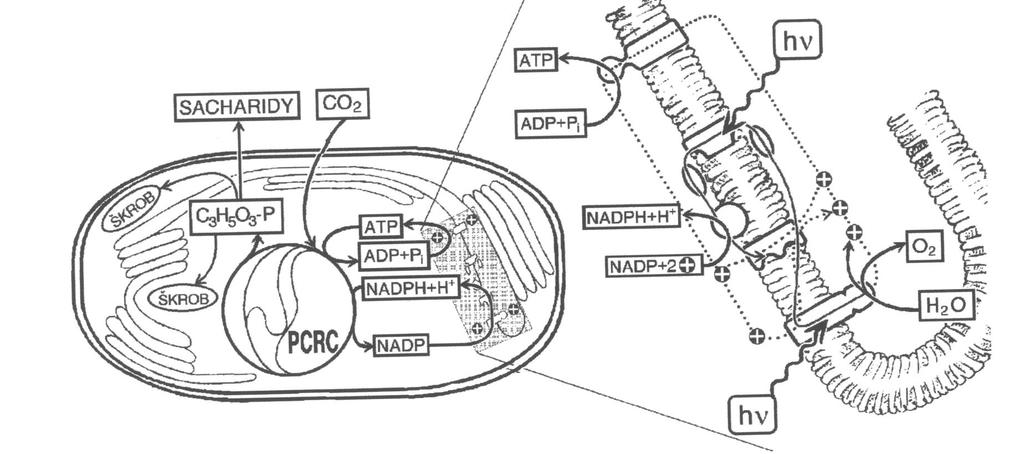 Fotosyntézu lze schematicky vyjádřit: hv CO 2 + 2 H 2 O (CH 2 O)+ O