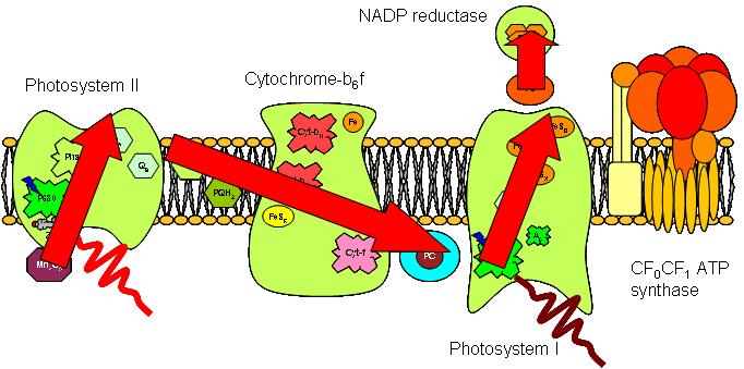Fotosyntéza necyklický transport elektronů NADPH a ATP účast PSI a PSII