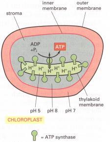Fotofosforylace Absorbcí kvant záření a přenosem elektronů se v lumenu thylakoidů zvýší koncentrace protonů využívány pro tvorbu ATP systémem ATP-syntázy CF o - transportuje H + přes membránu, tvoří