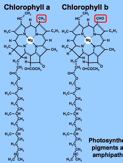 plantphys.