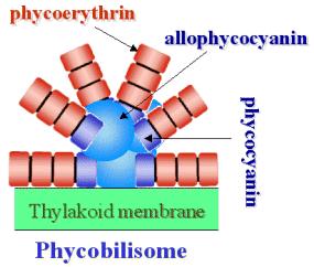 Fykobiliny, fykobiliproteiny tetrapyroly s otevřeným kruhem akcesorické pigmenty u sinic, ruduch, skrytěnek a Glaucophyt lineární substituované tetrapyrolové řetězce,