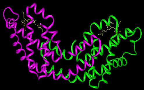 Fykobiliproteiny - liší se polohou absorbčních vrcholů a tudíž barvou allofykocyanin (APC) - modrá s odstínem do zelena; 650-680 nm, nese jeden fykobilin na každé a a b
