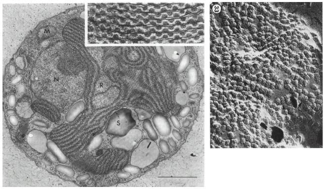 Fykobilisomy Fykobilisomy na tylakoidech v chloroplastu ruduchy Porphyridium