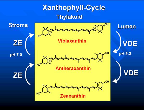 Xanthofylový cyklus ochrana proti nadměrné ozářenosti Při nadměrném ozáření je violaxantin deepoxidován - enzym violaxantin deepoxidáza (VDE) na antheraxantin a pak na zeaxantin.