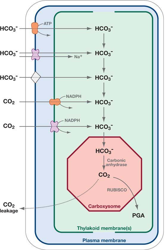 Sinice Všechny sinice mají CCMs CO 2 přes PM difůzí, bikarbonát aktivní pumpa Karboxyzomy obsahují karbonickou anhydrázu (CA) Prochlorococcus Na