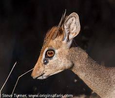 Dikdik Kirkov 1 mláďa dikdika Ide o najmenší druh antilopy na svete. Tento druh žije vo východnej a juhozápadnej Afrike. Jeho biotop predstavujú savany a suché až púštne oblasti s nízkym porastom.
