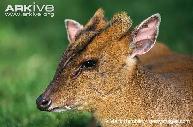 Samci majú krátke parôžky a 2,5 až 5 cm dlhé predĺžené očné zuby, ktoré pripomínajú krátke kly (1). Tie používajú na obranu. Je to samotársky žijúci teritoriálny druh so súmračnou aktivitou.