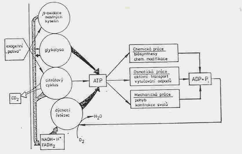 cyklu ATP v