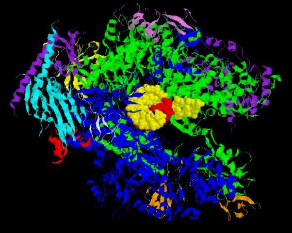 RNA sirna (RNAi) objev z r. 1998 CHEMIE Roger D.