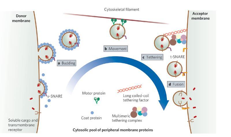 NOBELOVY CENY V R. 2013 LÉKAŘSTVÍ A FYZIOLOGIE J. ROTHMAN (USA), R. W. SCHEKMAN (USA), T.