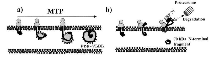 proces nezahrnuje N-terminální doménu apo B, která je před degradací apo B v proteazomu odstřižena. Viz obrázek 3b (25).