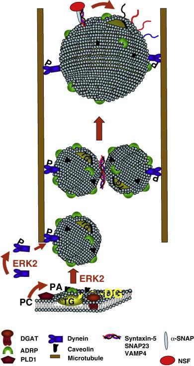 Obrázek 5: Model formování