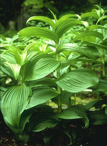 Kýchavice Veratrum californicum vytváří teratogenní alkaloidy jervin a cyclopamin, inhibují syntézu cholesterolu v plodu a blokují