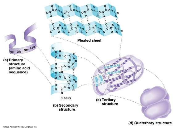 Čtyři úrovně struktury proteinu primární struktura