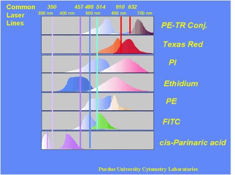 Výběr fluorescenčních značek kritéria pro výběr: Výběr luminiscenčního barviva spektrální vlastnosti spektrální vlastnosti (excitace, emise, kvantový výtěžek atd.