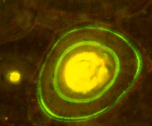 Fluorogenní substráty Fluorescenční sondy 93 94 Fluorescenční sondy vnější fluorofory, které se ke sledovaným molekulám, iontům, atd.